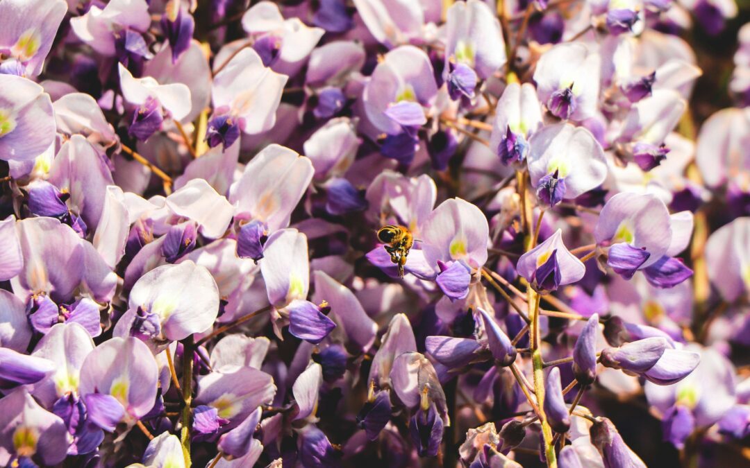 Laventelin historia: tuoksuvan kukkasen tarina