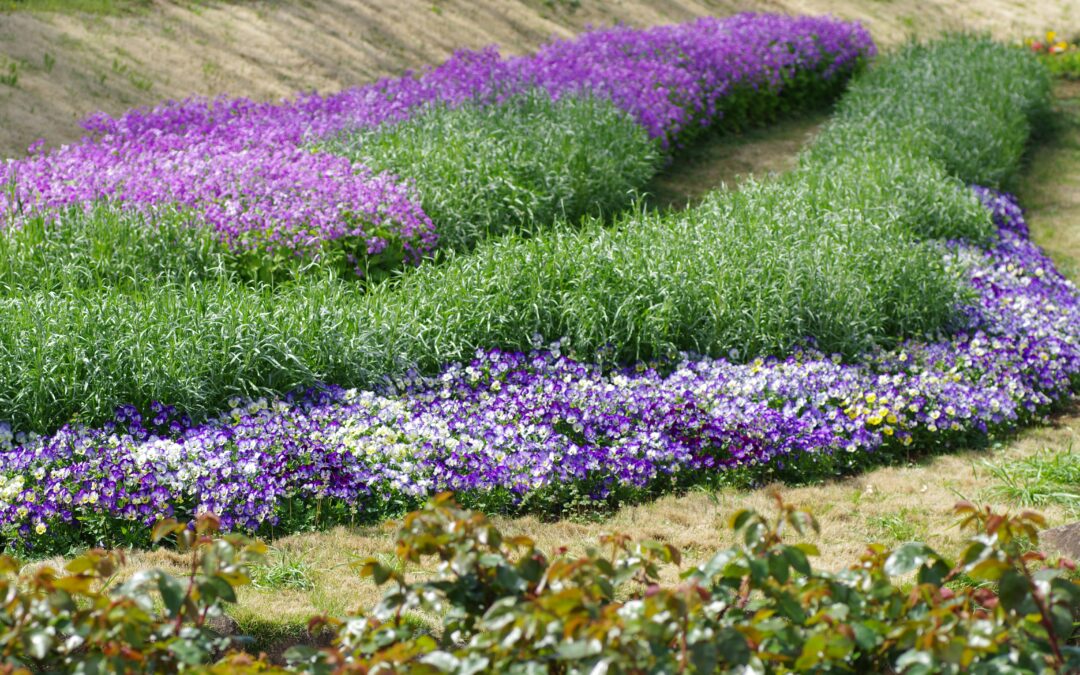 Laventelin viljelyhistoria: menneisyys ja nykyhetki