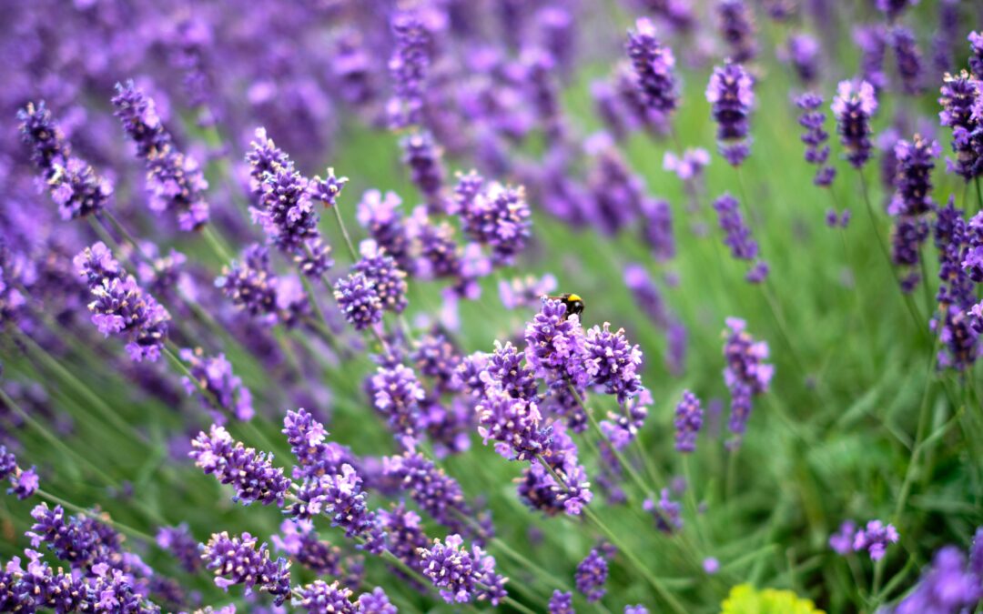 Muinaisten aikojen laventelin käyttö
