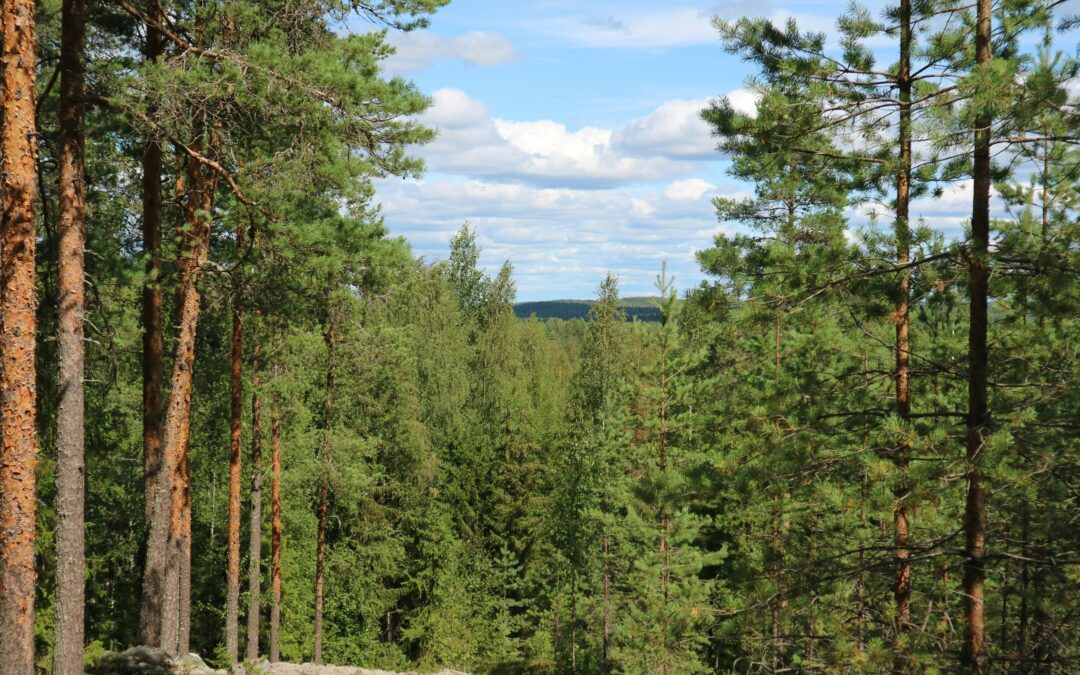 Hemmottele äitiä laventelilla: lahjaideat äitienpäivään